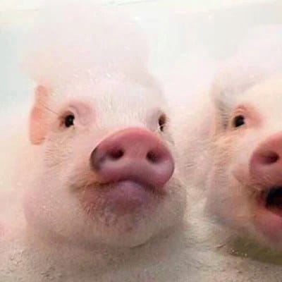 Isabelle Daza's avatar